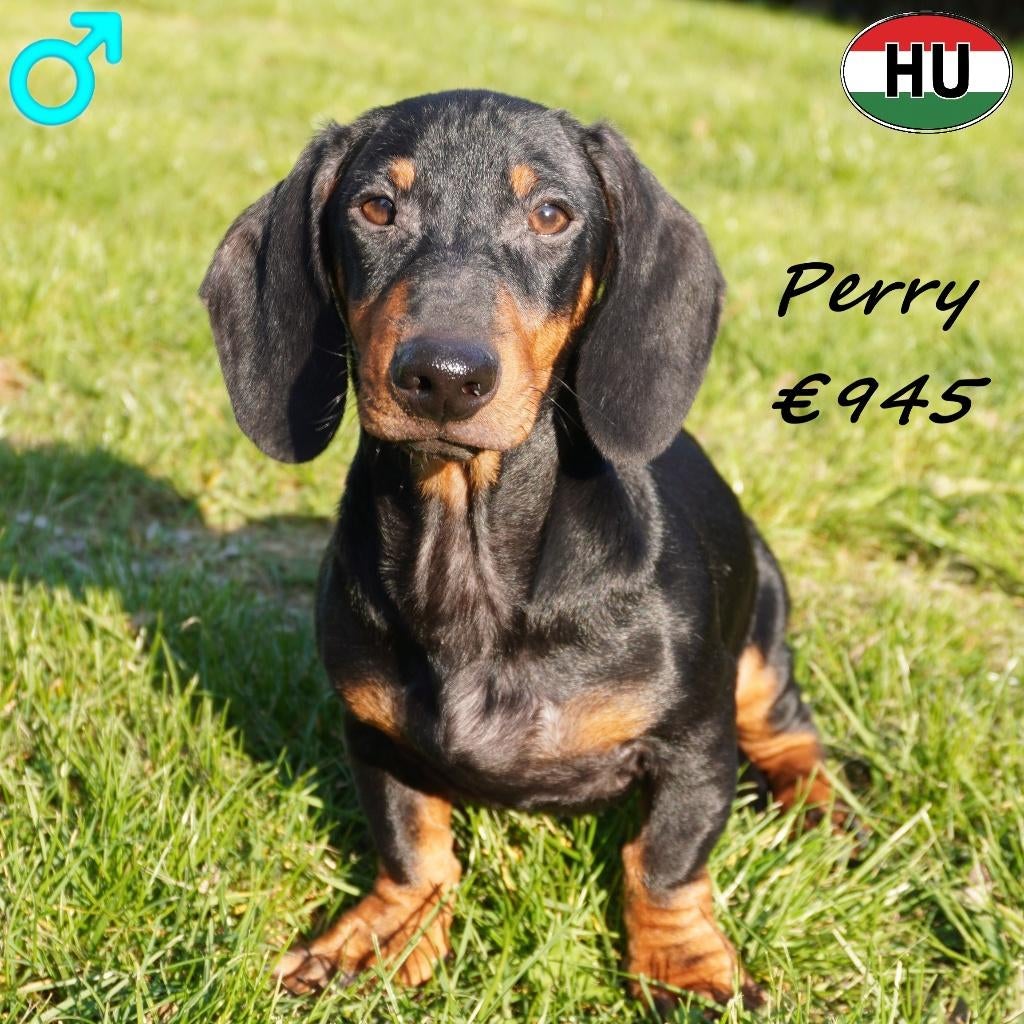 Teckel à poil court (mâles) à vendre, Animaux & Accessoires, Chiens | Teckels & Bassets, 15 semaines à 1 an, Poils courts, Hépatite contagieuse (maladie de Rubarth)