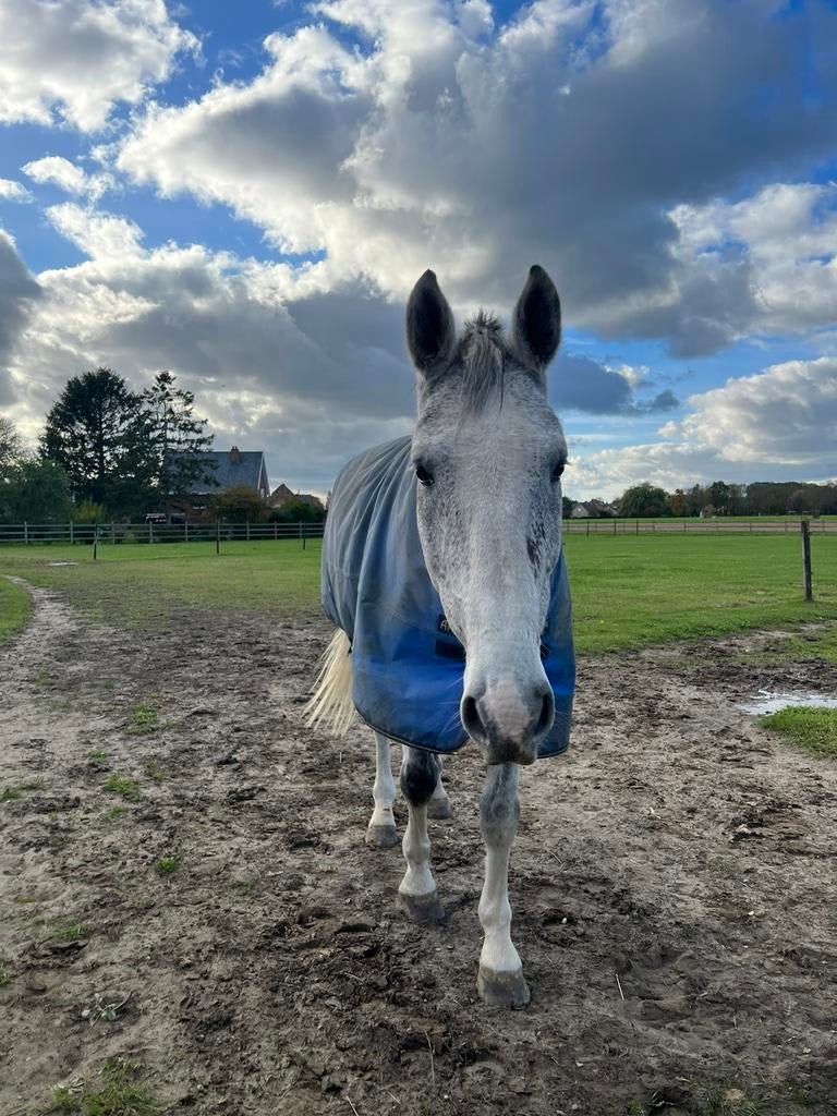 Weideplaats gezocht, Pâturage, 1 cheval ou poney