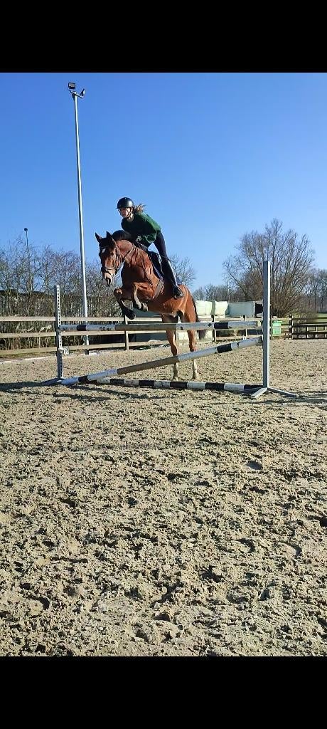 D-pony, Dieren en Toebehoren, Pony's, Ruin, D pony (1.37m tot 1.48m), 11 jaar of ouder