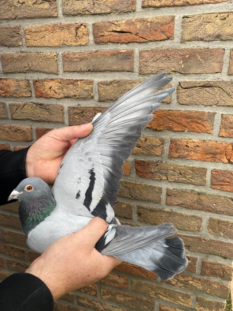 Offre 2020 sur « Bergerac Cor De Heijde », Animaux & Accessoires, Oiseaux | Pigeons, Mâle, Pigeon voyageur