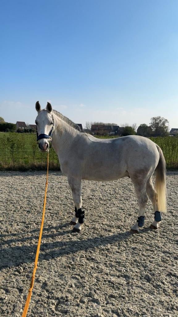 Le ciel frivole, Animaux & Accessoires, Chevaux, Hongre, Moins de 160 cm, 7 à 10 ans, Cheval de récréation