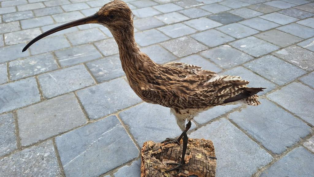 Taxidermie van verschillende soorten vogels en dieren, Ophalen