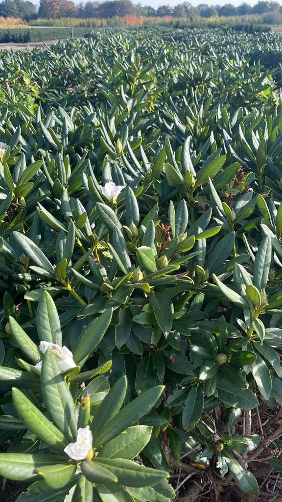 Rhododendron Cunningham White locatie Oisterwijk, Ophalen of Verzenden, Rhododendron