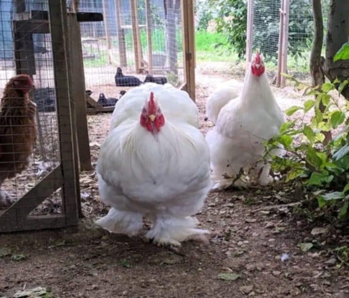 Je cherche des œufs fécondés de  Cochin geantes blanches, Enlèvement ou Envoi, Neuf, Autres types