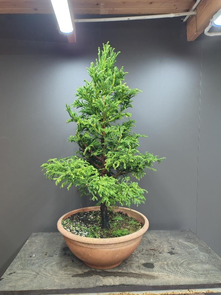 Cryptomeria Bonsai startplant, Lente, Minder dan 100 cm, Volle zon, In pot