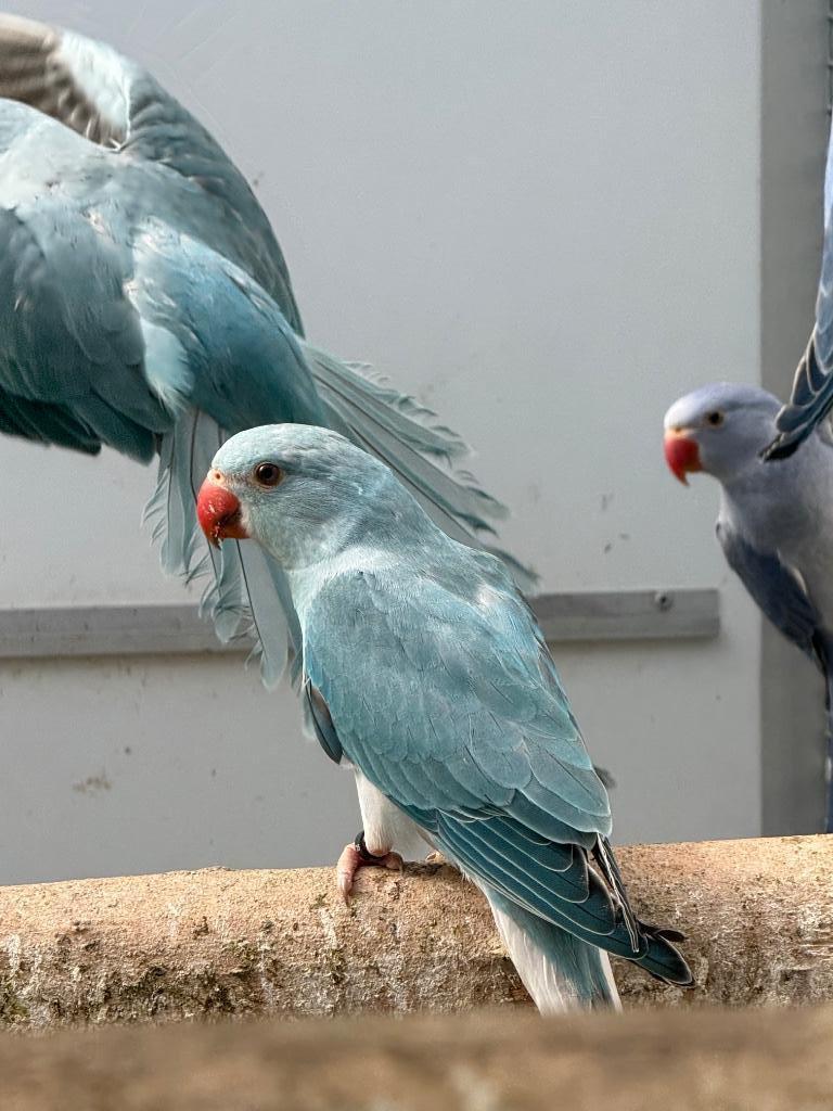Jonge halsbandparkieten halsband parkiet om tam te maken, Dieren en Toebehoren, Meerdere dieren, Parkiet, Geringd