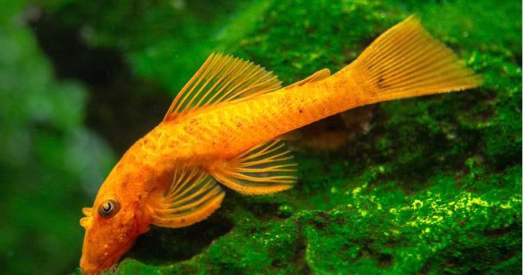 Pleco L144 Red Eye Lemon (Ancistrus), Animaux & Accessoires, Poisson, Poisson d'eau douce, Banc de poissons