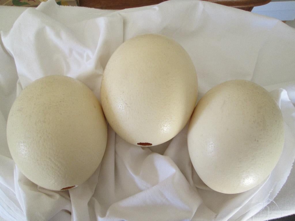 3 struisvogeleieren van 15 en 16 cm, Ophalen of Verzenden, Zo goed als nieuw, Overige typen