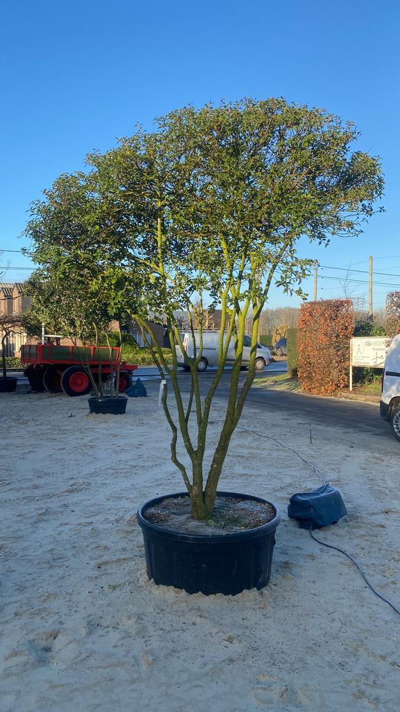 Osmanthus burkwoodii meerstammige boom )