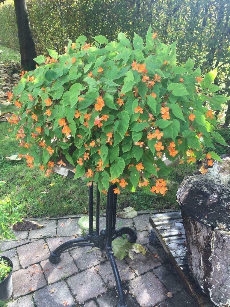 Begonia Sutherlandii, Tuin en Terras, Planten | Tuinplanten, Vaste plant, Overige soorten, Halfschaduw, Zomer, Ophalen of Verzenden