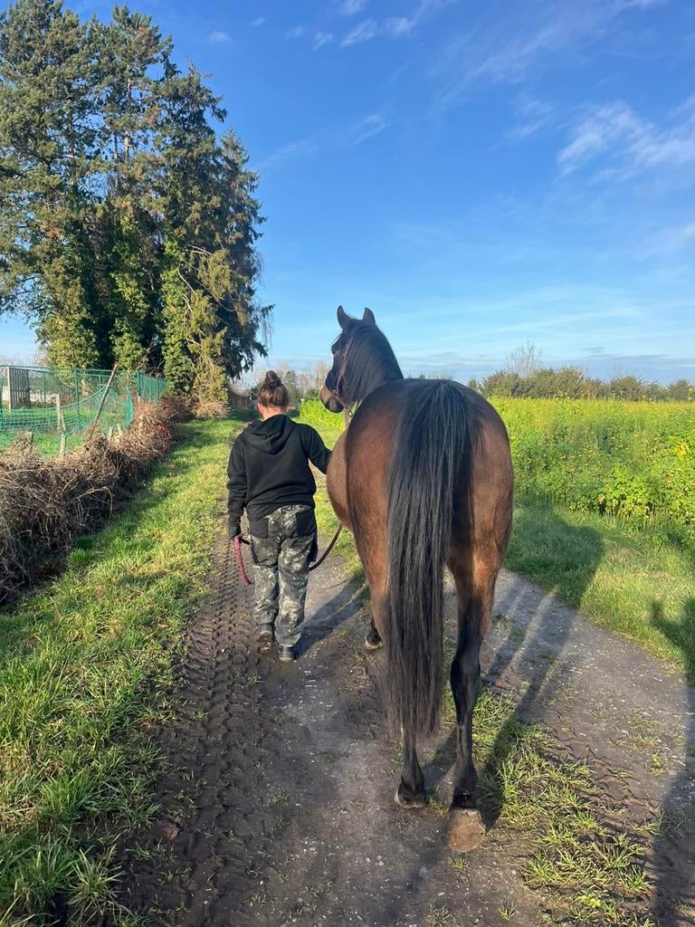 Werk gezocht bij dieren (diploma dierenverzorging)