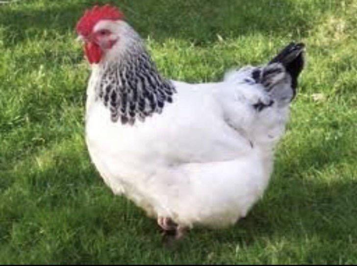 Te koop jonge legkippen, Dieren en Toebehoren, Pluimvee, Kip