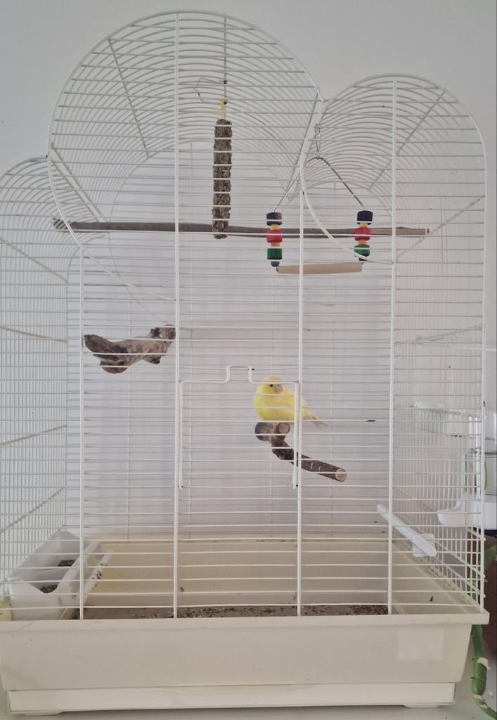 Canari (mâle) avec cage, accessoires et nourriture, Animaux & Accessoires, Enlèvement