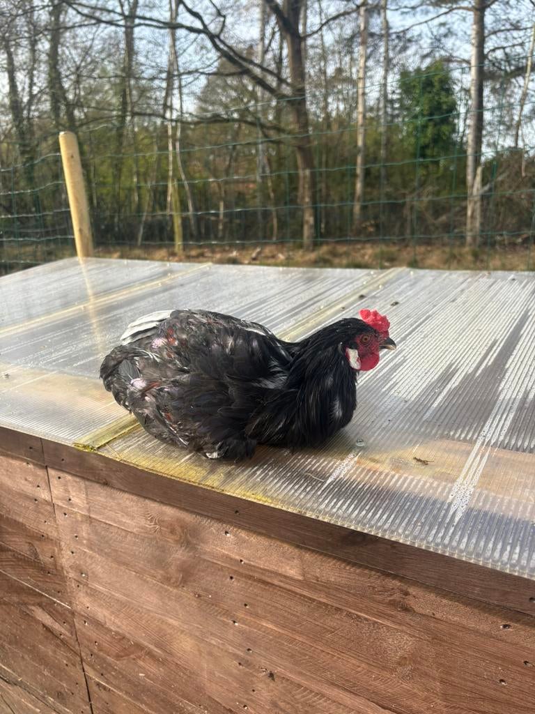 Jonge haan te koop – 19 weken – gezond en actief, Dieren en Toebehoren