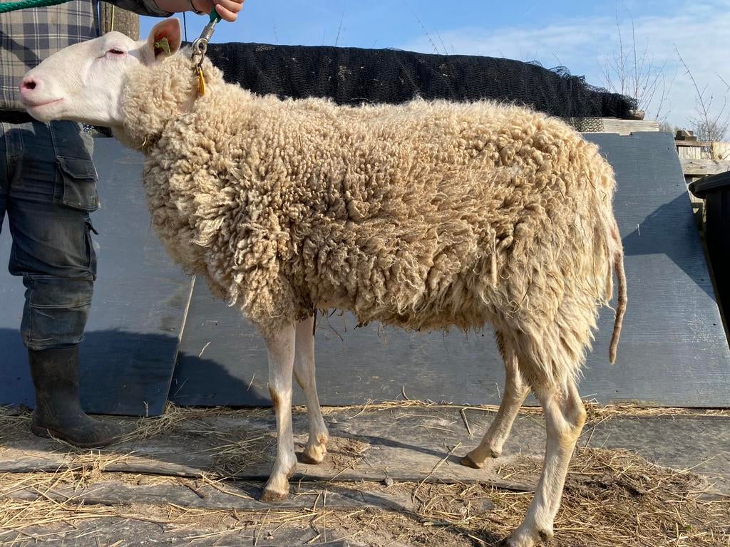 2 schapen - bok - te koop, Dieren en Toebehoren