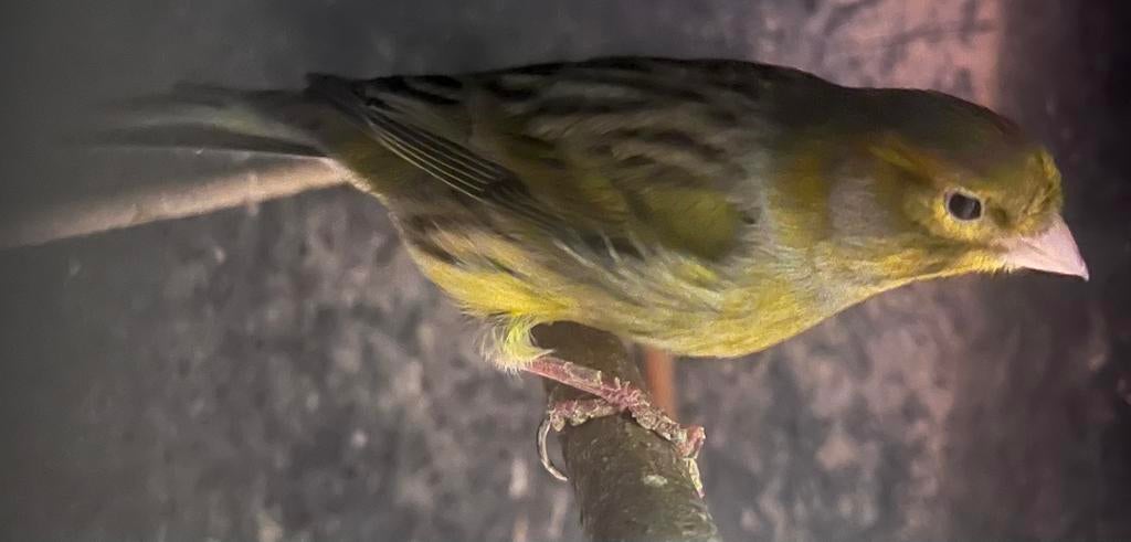 Kanarieman, 20€, groene (kweek)kanarie, Dieren en Toebehoren, Vogels | Kanaries, Mannelijk