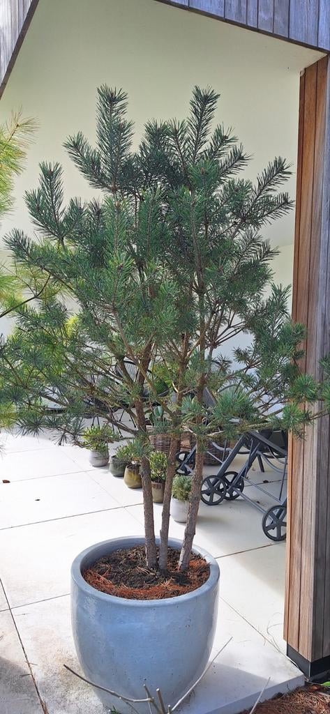 Meerstammige pinus sylvestris, Ne fleurit pas, Plein soleil, Autres espèces, Enlèvement