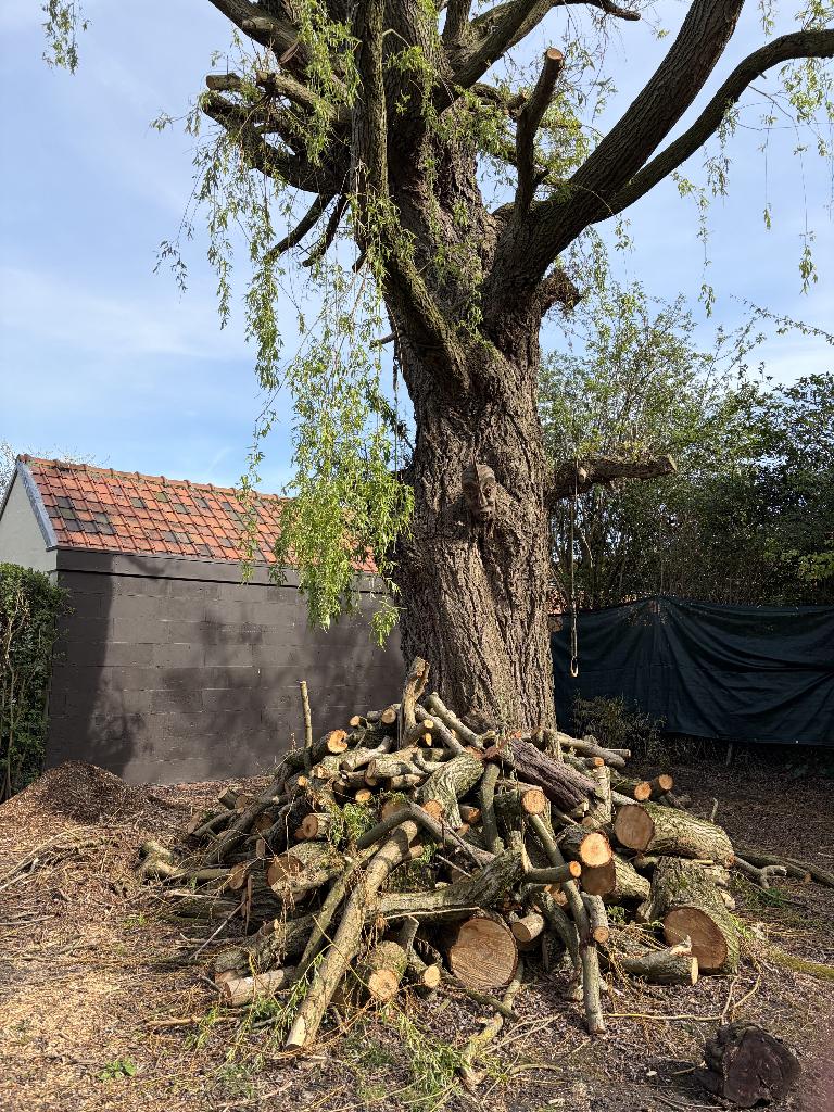 Wilgenhout en -schors aan spotprijsje, 6 m³ of meer, Ophalen, Overige houtsoorten, Blokken
