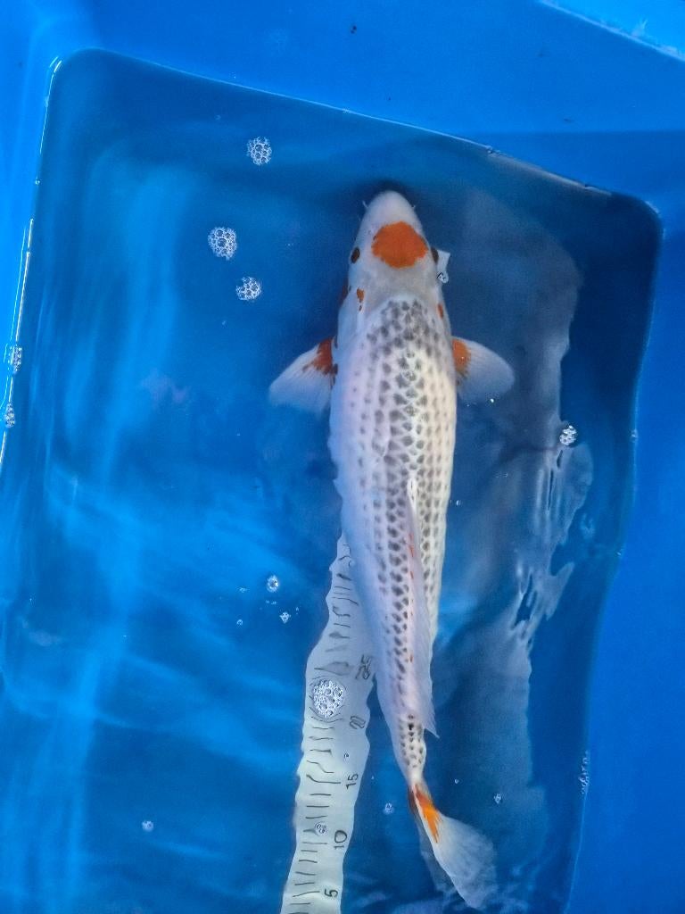 Maruten asagi van Takatatsu female.. 55 cm, Dieren en Toebehoren, Karper of Koi