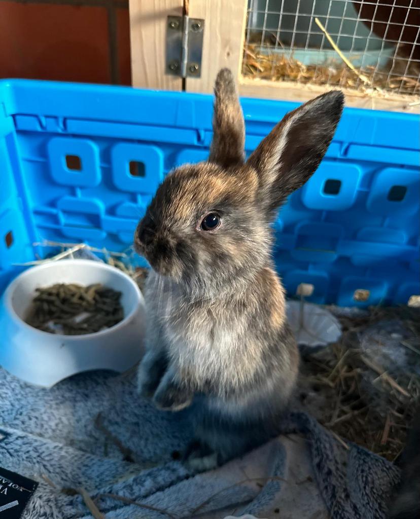 Dwerghangoor, Plusieurs animaux, Taille moyenne, Oreilles tombantes, 0 à 2 ans