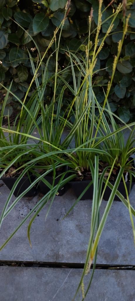 Carex morrowii variegata, Tuin en Terras, Planten | Tuinplanten, Ophalen