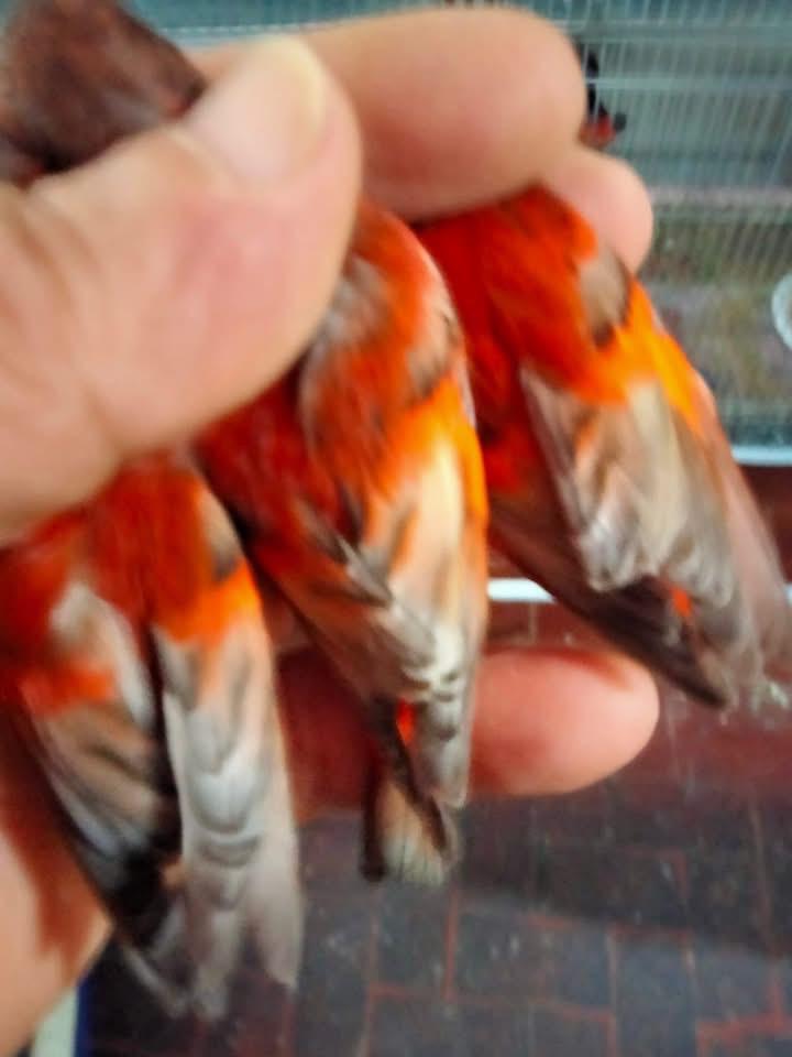 Tarin  du Venezuela mal 2025 correctement bagués, Animaux & Accessoires, Mâle