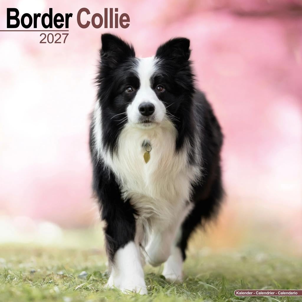 Border Collie 2027 kalender vooraf bestellen, Verzenden, Jaarkalender, Nieuw