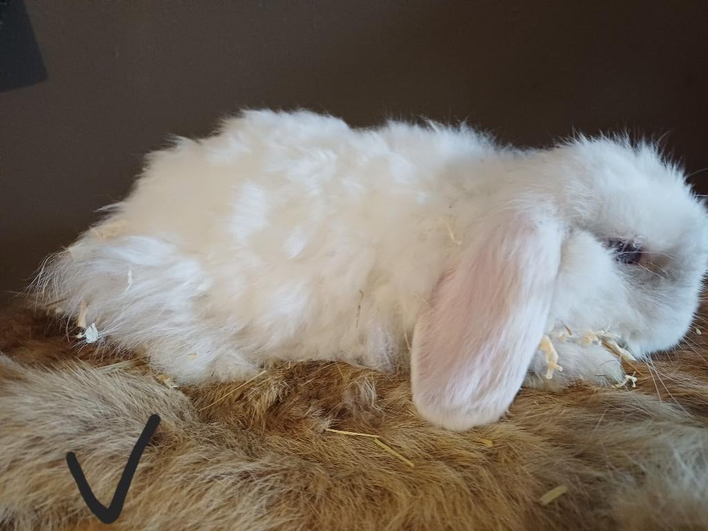 Nhd voedster, Femelle, Nain, Oreilles tombantes, 0 à 2 ans