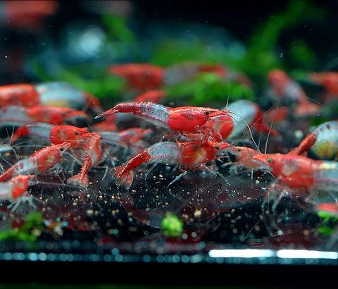 Rode Rili Neocaridina garnalen te koop