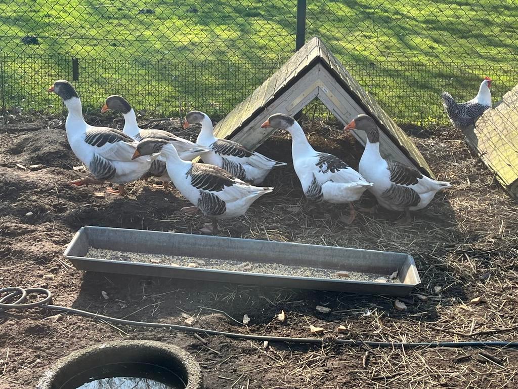Broedeieren vlaamse gans, Dieren en Toebehoren, Pluimvee, Geslacht onbekend, Gans of Zwaan