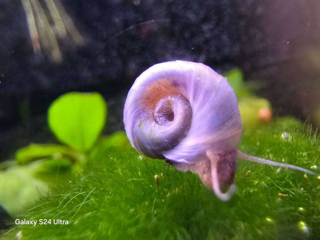 Planorbella - Posthorn Slaken, Dieren en Toebehoren, Vissen | Aquariumvissen, Slak of Weekdier, Zoetwatervis, Schoolvis