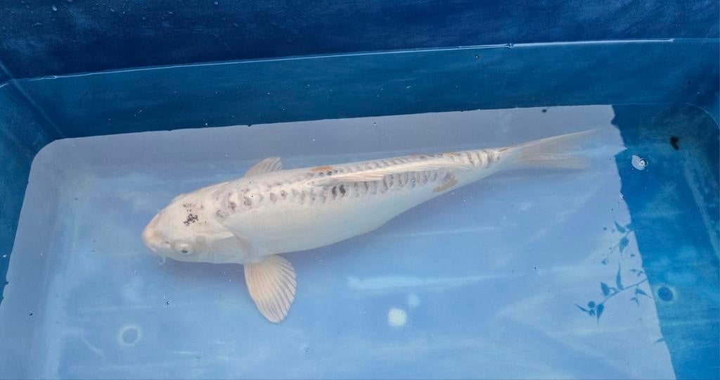 Doitsu hariwake 50cm, Dieren en Toebehoren