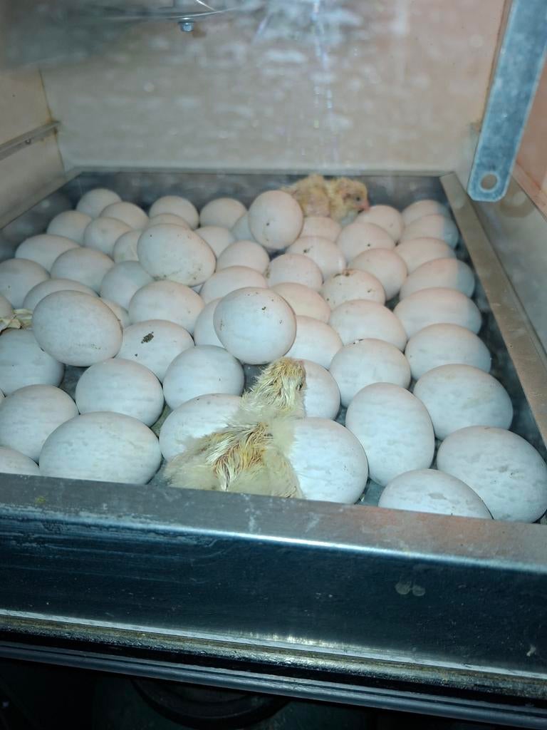 Kuikens witte leghorn x leghorn isabel, Dieren en Toebehoren, Ophalen