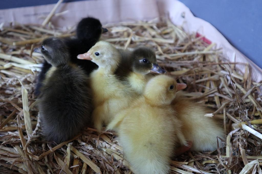 Canetons coureur indiens SEXES de différente coloris, Dieren en Toebehoren, Pluimvee, Meerdere dieren, Eend