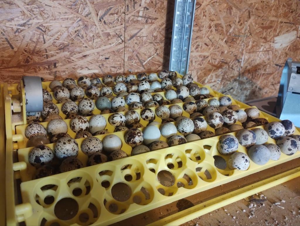 Japanse kwartel broedeieren Jumbo, Dieren en Toebehoren