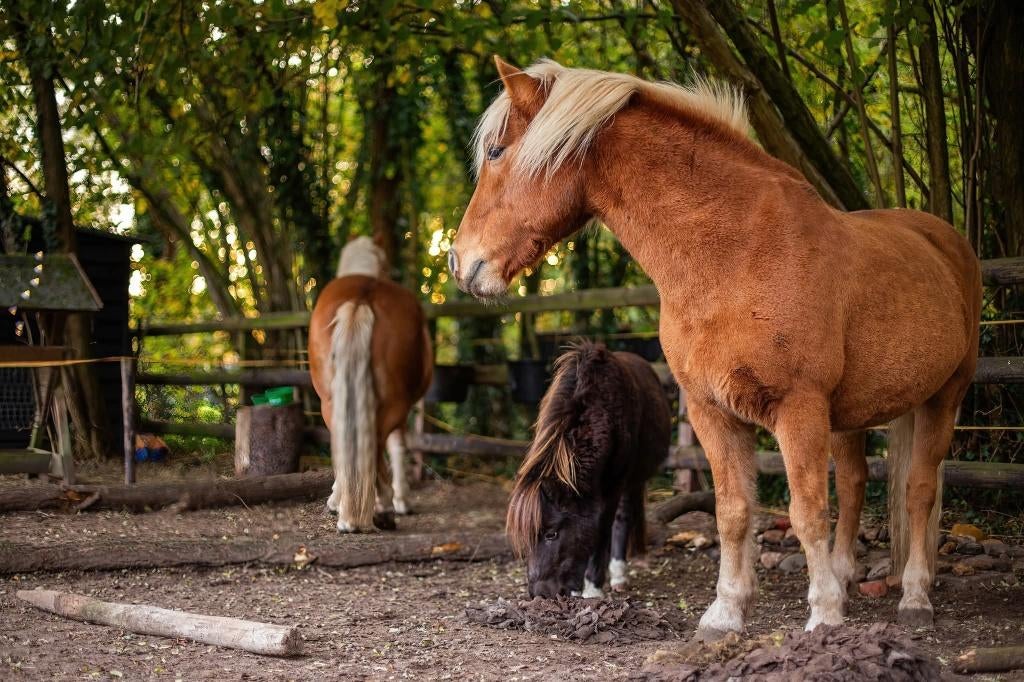 Gezocht: brede, robuuste koudbloed, Dieren en Toebehoren, Paarden, Hengst, M