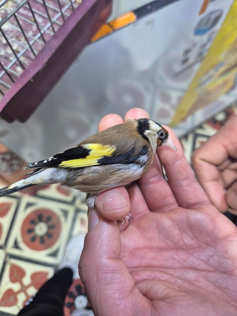 chardonneret parva, Dieren en Toebehoren, Vogels | Overige Vogels, Vrouwelijk