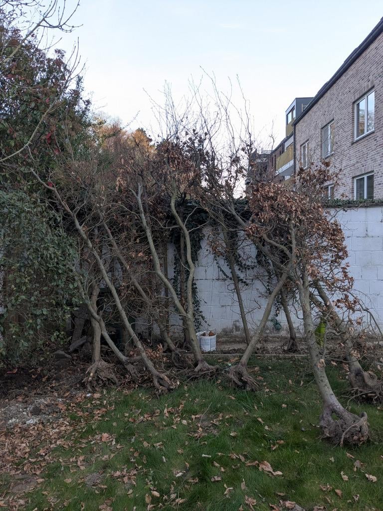 Beukenhaag gratis, Ophalen, Beukenhaag