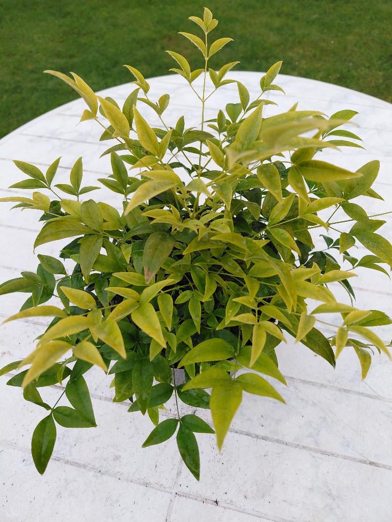 Nandina Magical Lemon&Lime, Tuin en Terras, Planten | Tuinplanten, Ophalen, Halfschaduw