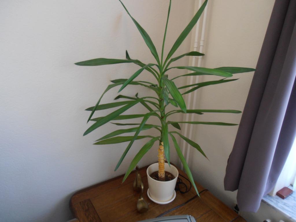 Yucca's voor binnen en buiten., Maison & Meubles, Plantes d'intérieur, Enlèvement, Yucca