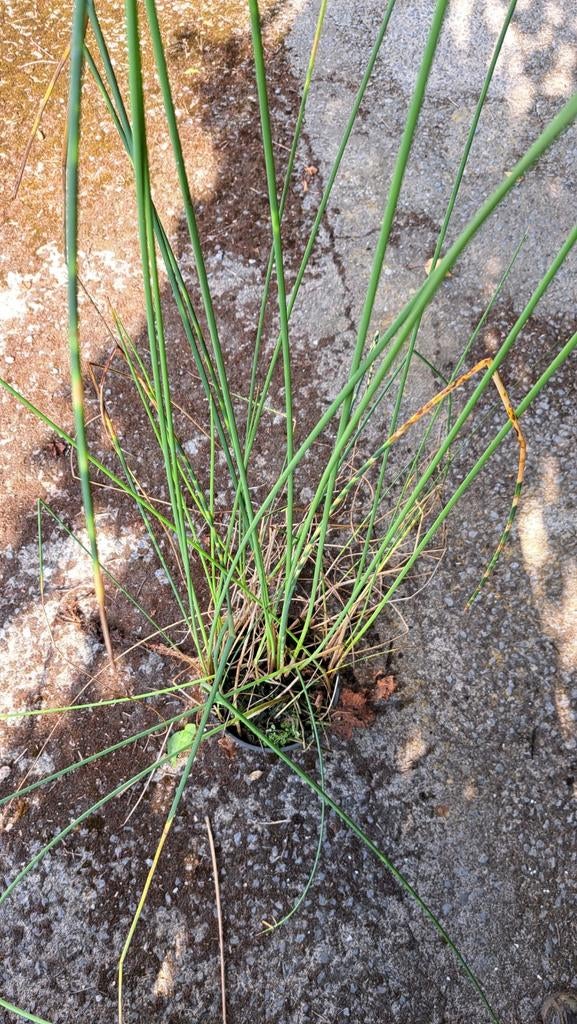 Holle pijpjes voor de vijver zebrabies ., Tuin en Terras, Vijver-toebehoren, Ophalen, Nieuw, Overige typen
