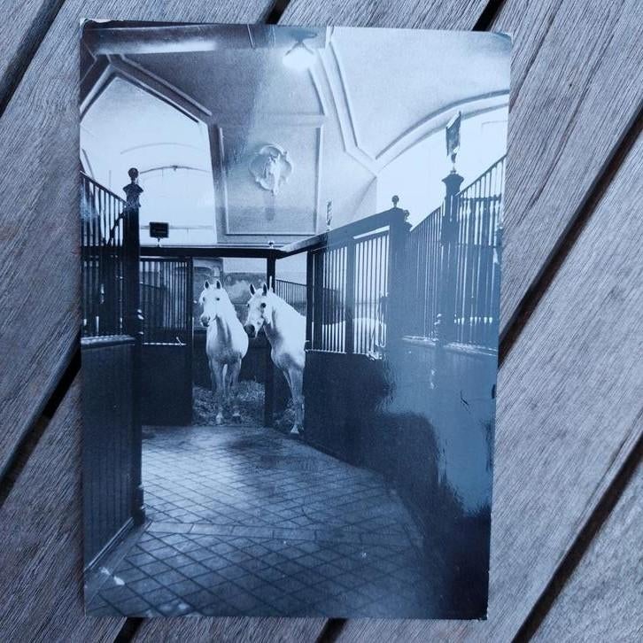 Postkaart Spaanse rijschool Wenen, Ophalen of Verzenden