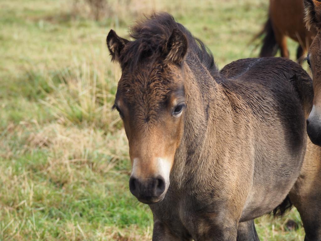 Poney dartmoor, Élevage