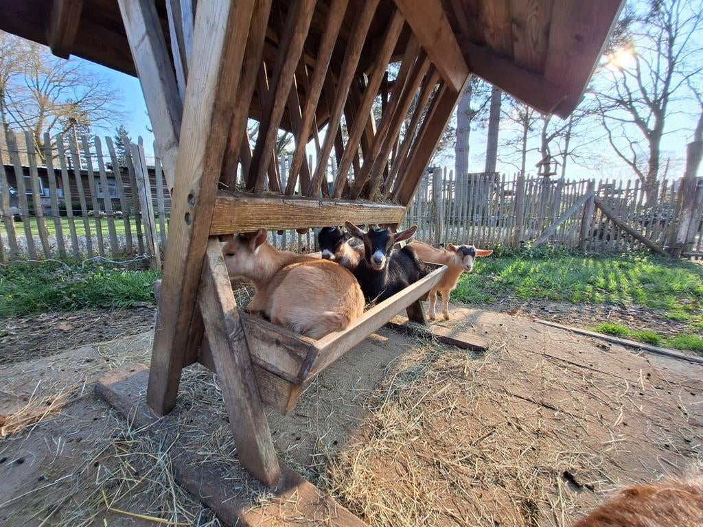 Dwerggeitjes, Dieren en Toebehoren, Schapen, Geiten en Varkens, Vrouwelijk, Geit, 0 tot 2 jaar