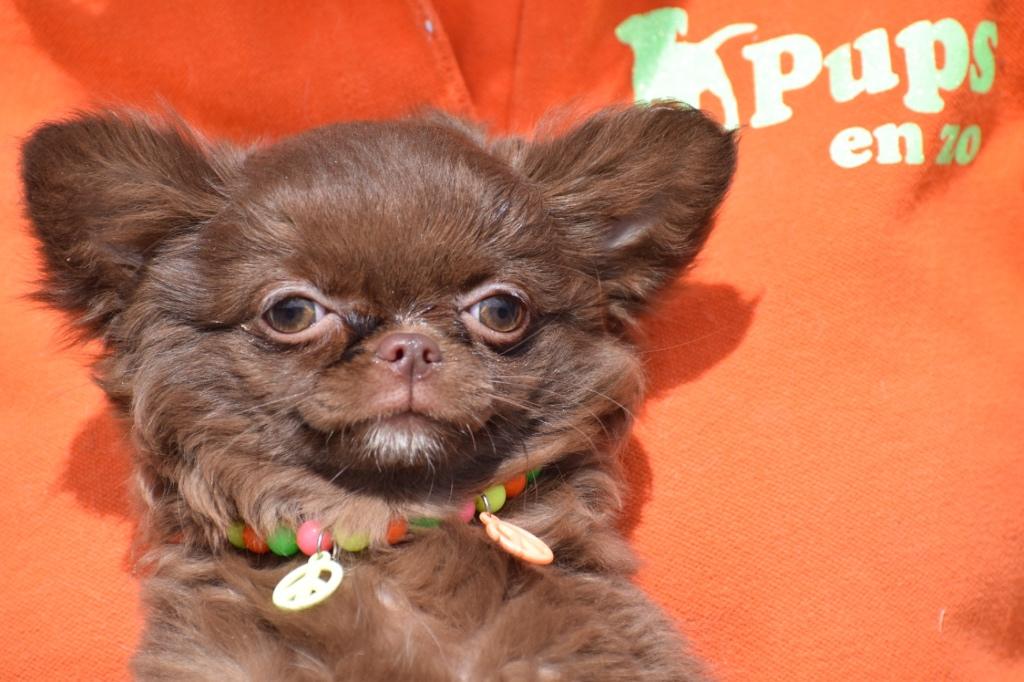 Chihuahua pups Kies uw kleurtje 🌈🐶, België, 15 weken tot 1 jaar, Parvo, Meerdere