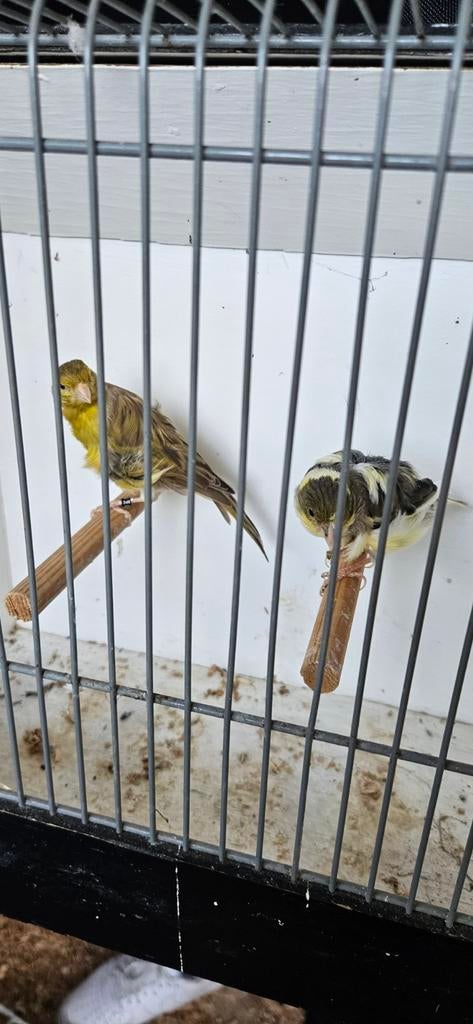 2 koppels kanaries te koop