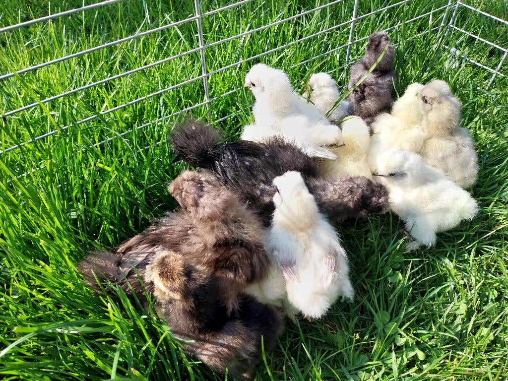 Poussins poule de soie, Animaux & Accessoires, Sexe inconnu, Poule ou poulet