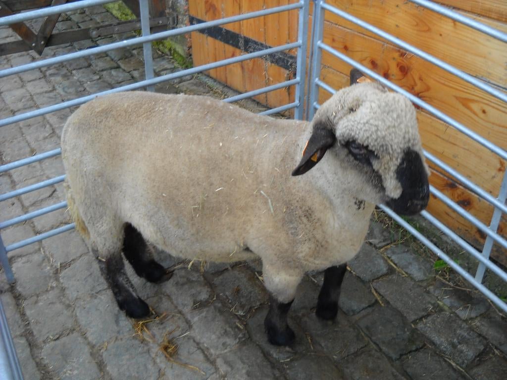 Hampshire Down Bélier né en février 2025, Mâle, Mouton, 0 à 2 ans