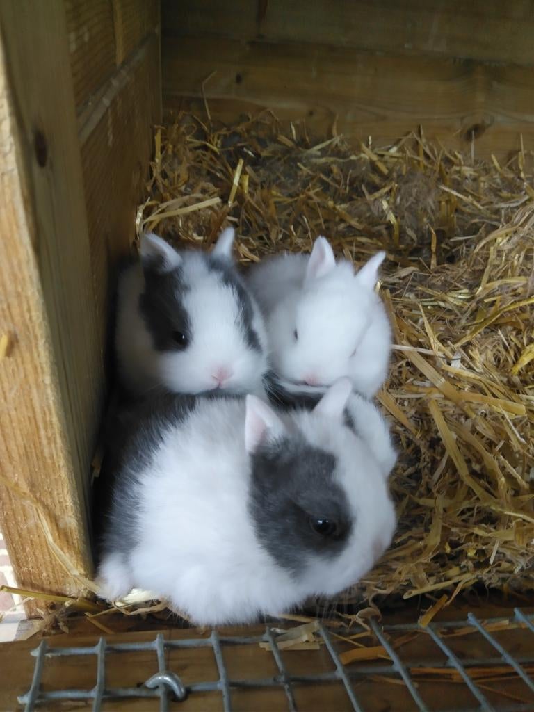 Dwergkonijntjes, Nain