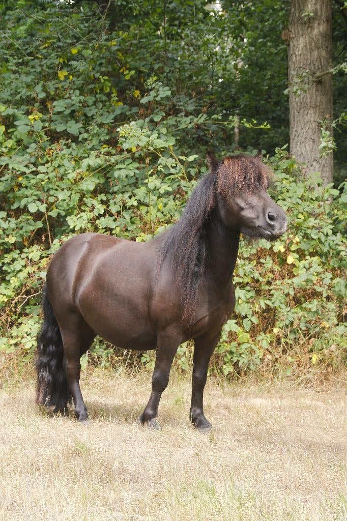 shetlander aangeboden voor halve stal, Dieren en Toebehoren, Pony's, Met stamboom, Ruin, Niet van toepassing, A pony (tot 1.17m)